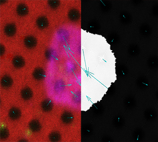 Cell Analysis Image